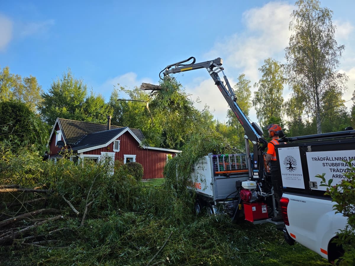 Projektbild 2 från trädvård och trädfällning utförd av Gustavssons Skog & Trädvård AB