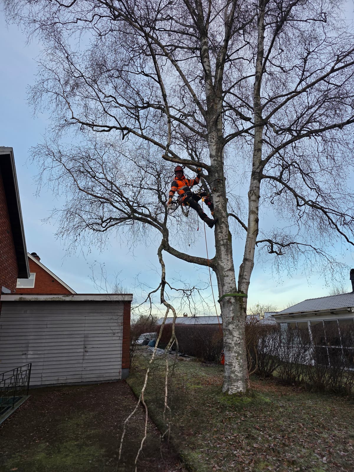 Projektbild 13 från trädvård och trädfällning utförd av Gustavssons Skog & Trädvård AB