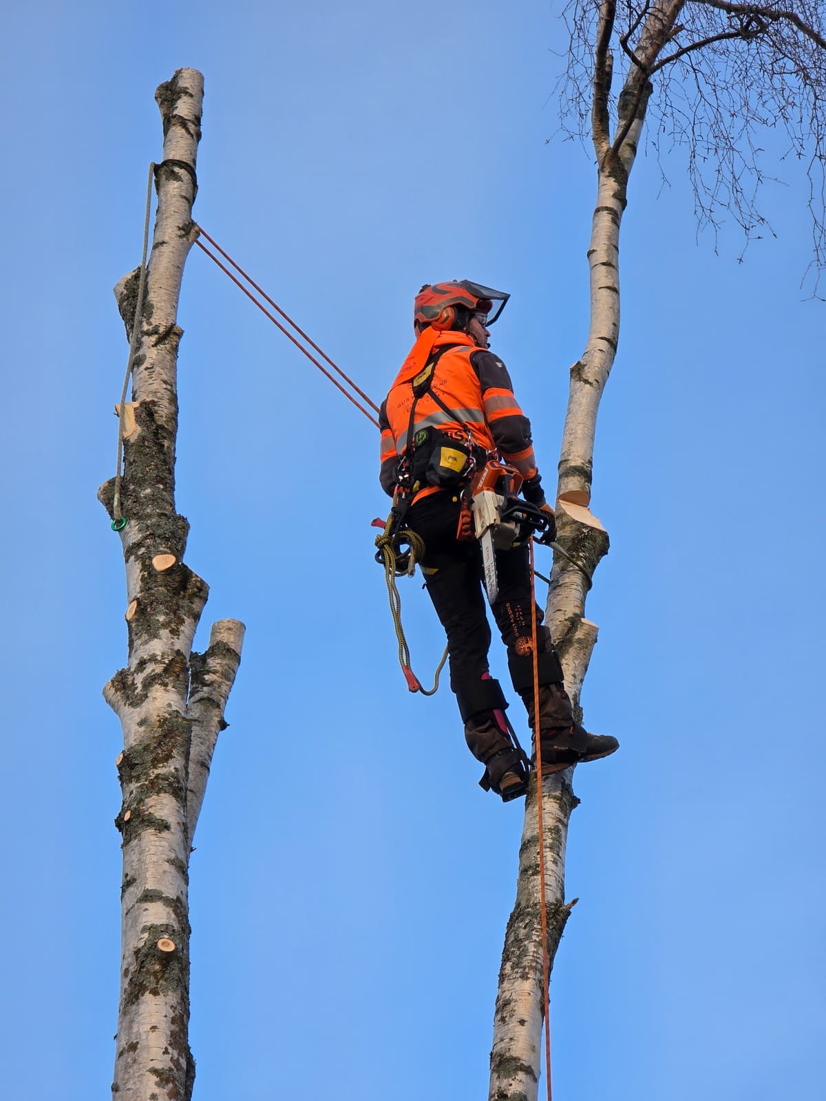 Projektbild 14 från trädvård och trädfällning utförd av Gustavssons Skog & Trädvård AB