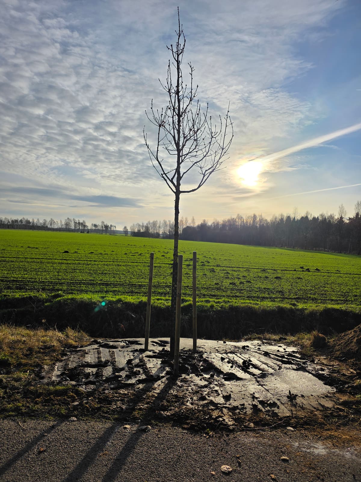 Projektbild 15 från trädvård och trädfällning utförd av Gustavssons Skog & Trädvård AB