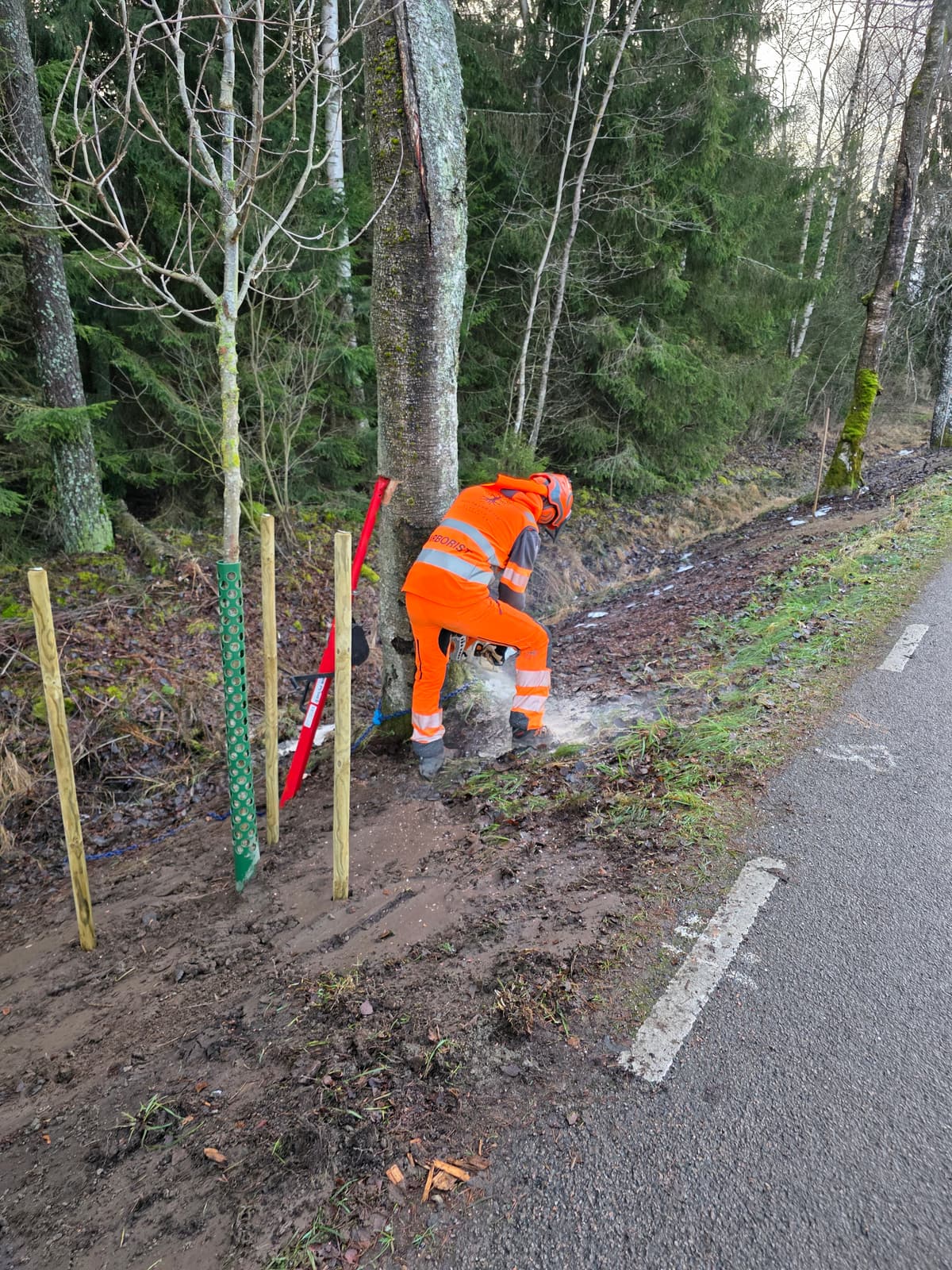 Projektbild 16 från trädvård och trädfällning utförd av Gustavssons Skog & Trädvård AB