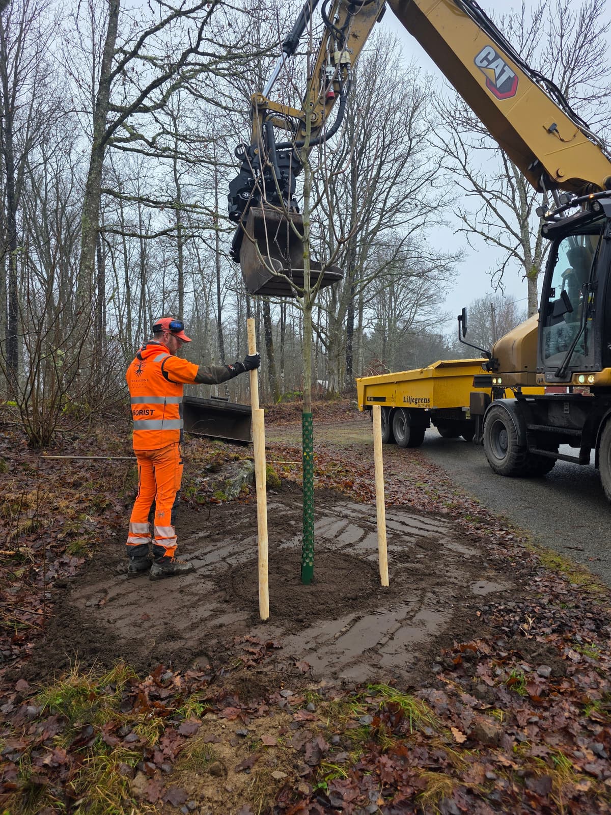 Projektbild 17 från trädvård och trädfällning utförd av Gustavssons Skog & Trädvård AB