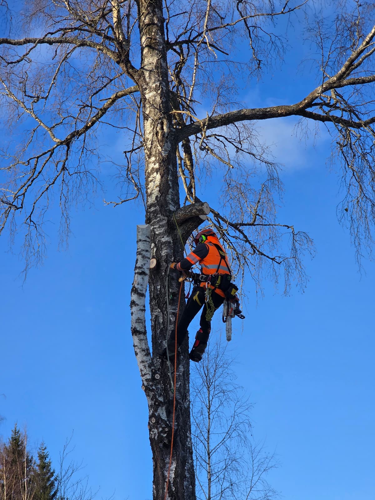 Projektbild 19 från trädvård och trädfällning utförd av Gustavssons Skog & Trädvård AB