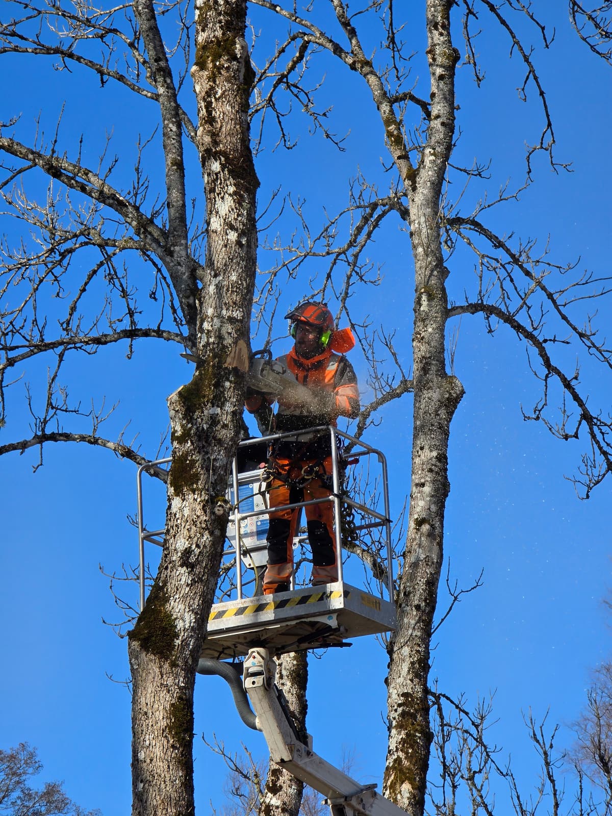 Projektbild 22 från trädvård och trädfällning utförd av Gustavssons Skog & Trädvård AB