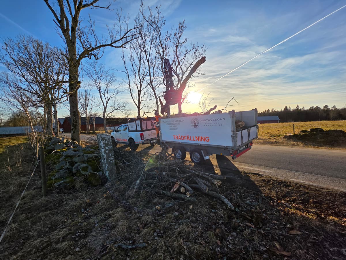 Projektbild 23 från trädvård och trädfällning utförd av Gustavssons Skog & Trädvård AB