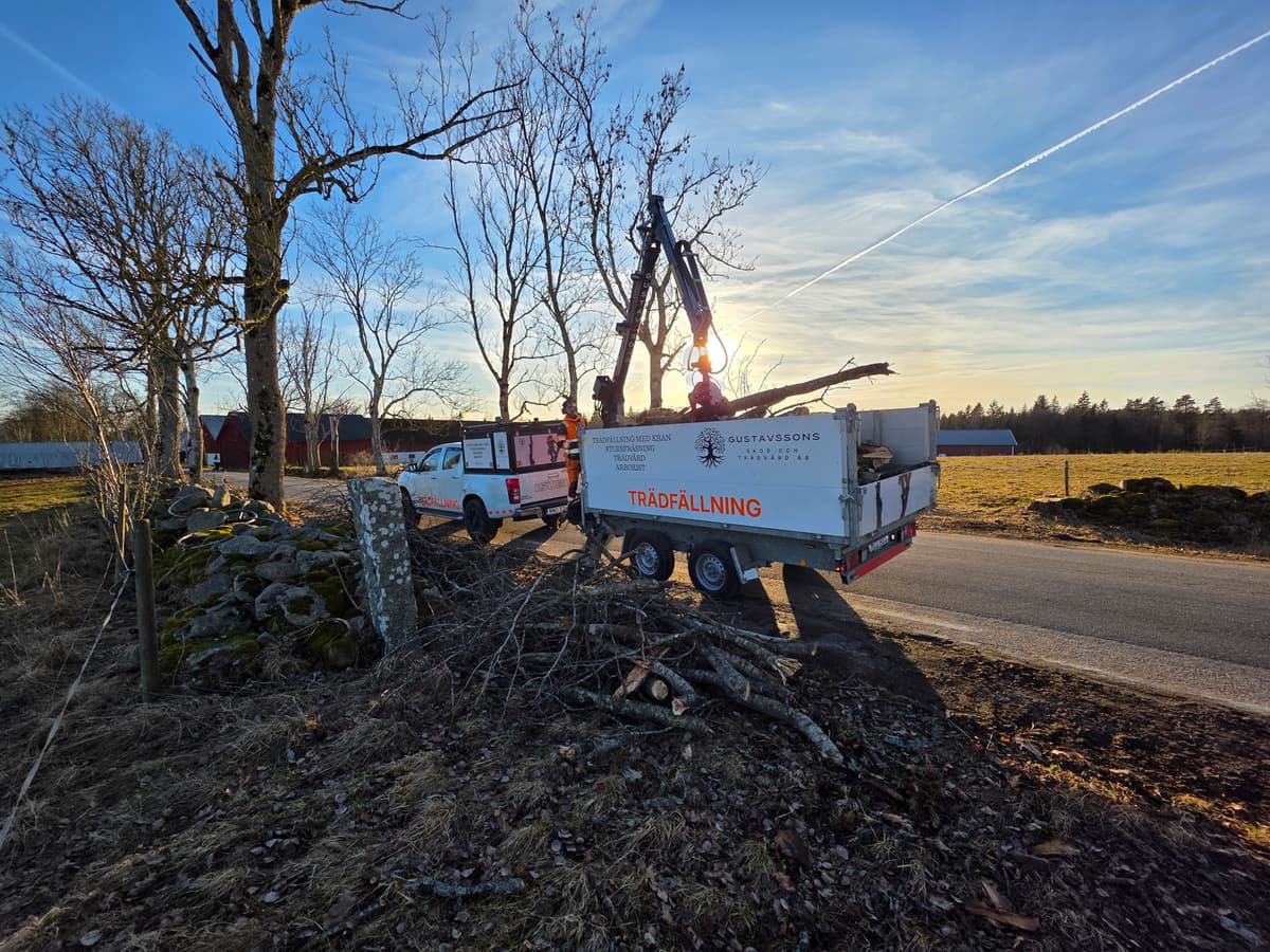 Projektbild 24 från trädvård och trädfällning utförd av Gustavssons Skog & Trädvård AB