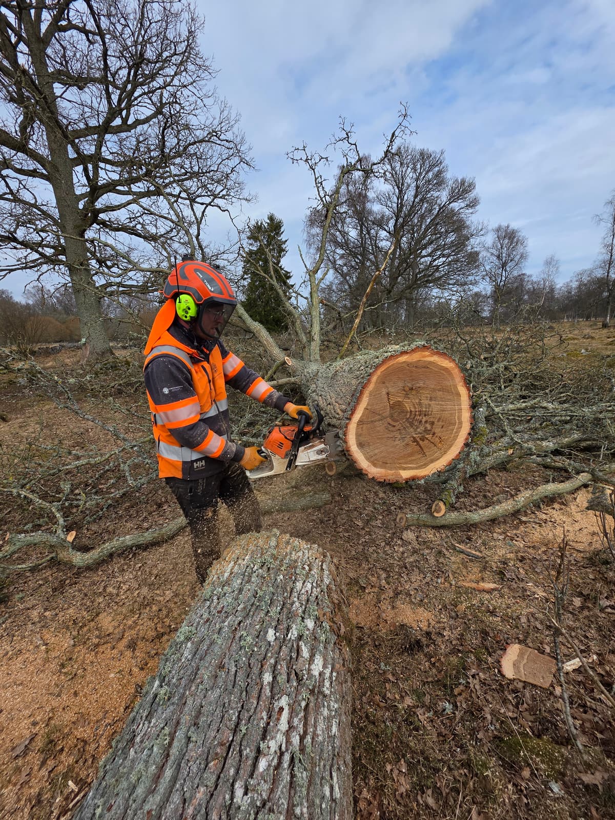 Projektbild 29 från trädvård och trädfällning utförd av Gustavssons Skog & Trädvård AB