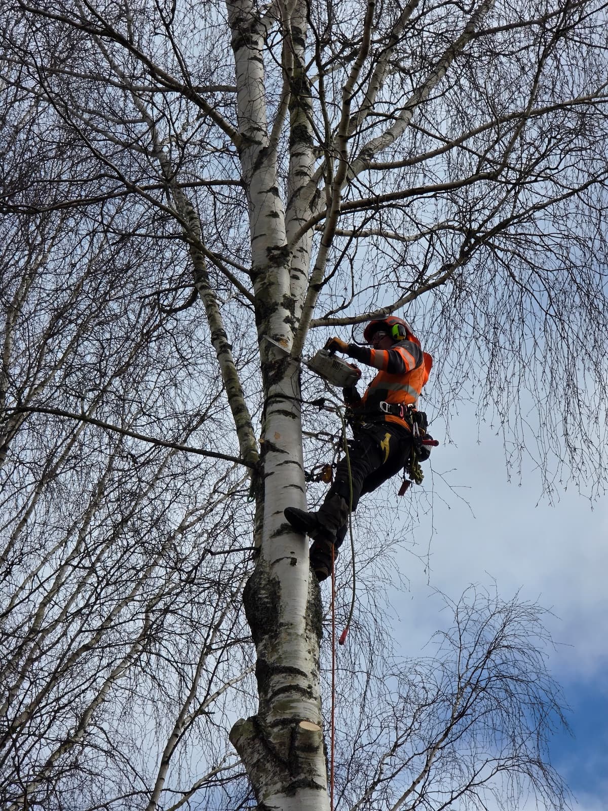 Projektbild 32 från trädvård och trädfällning utförd av Gustavssons Skog & Trädvård AB