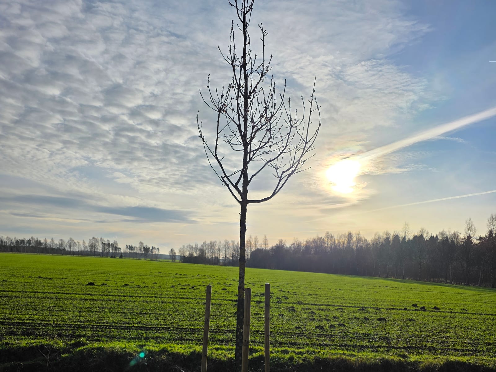 Återplantering av träd efter fällning